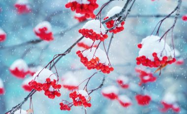 Red winter berries with snow on top