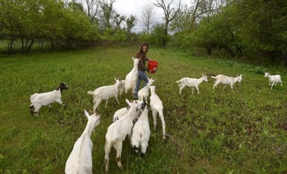 Young woman feeding goats in a woodsy setting