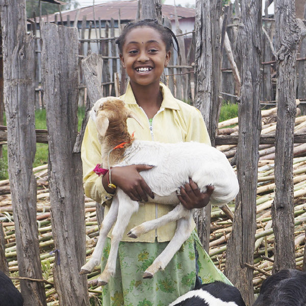 Girl with her goats